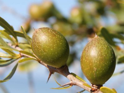 argan