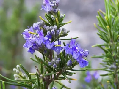 rosemary